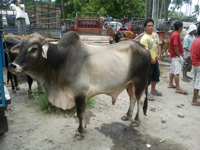 Malatapay Market